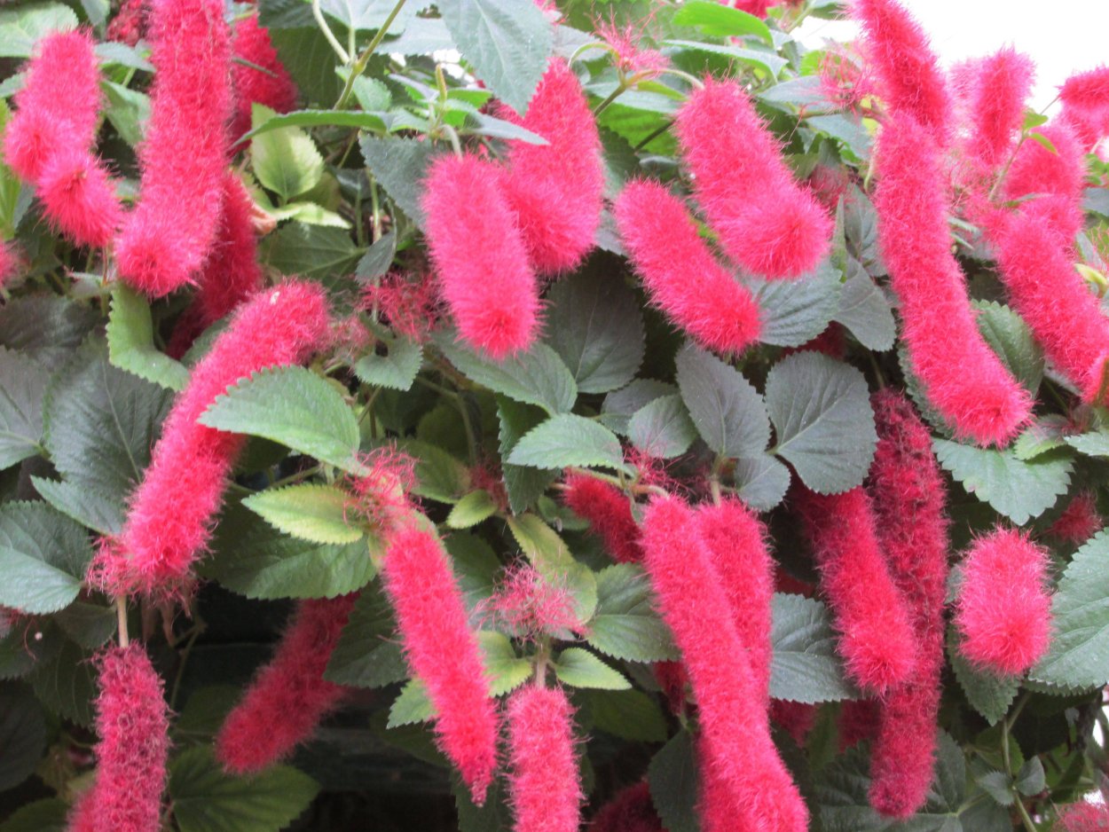 Акалифа ампельная