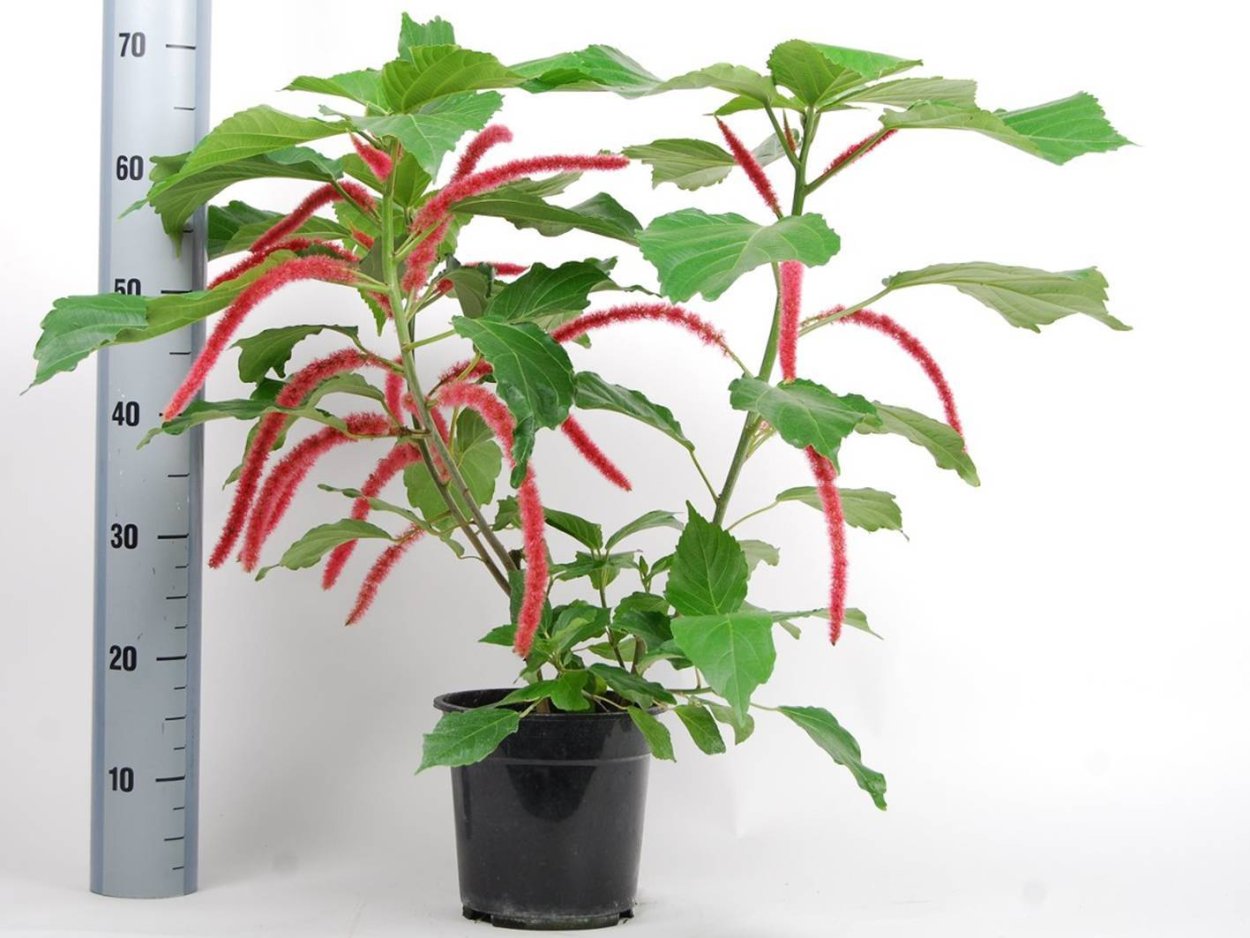 Акалифа комнатная