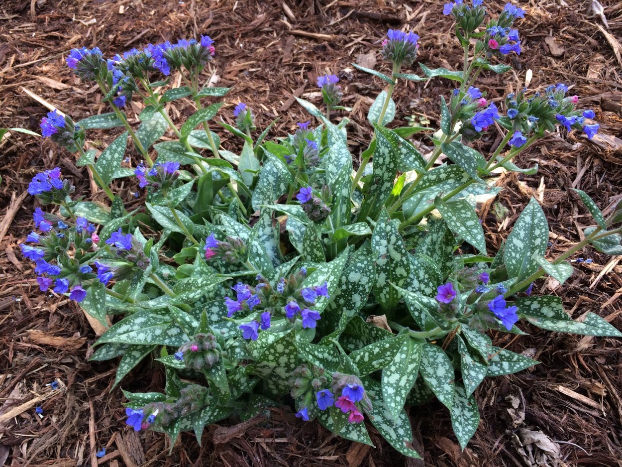 Медуница Треви Фаунтейн