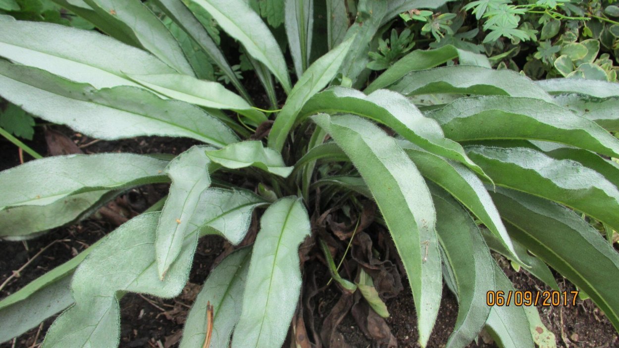 Медуница Samurai