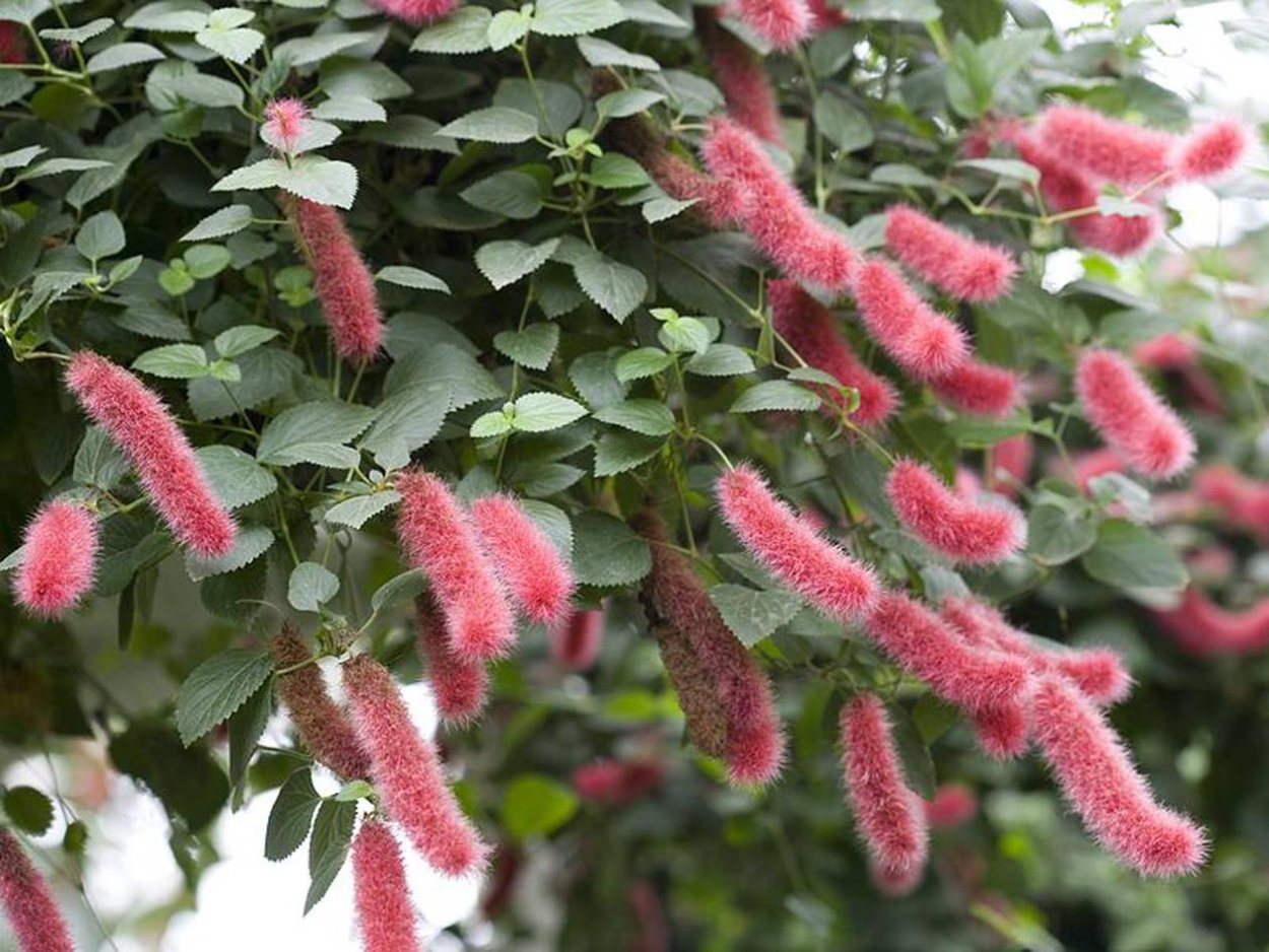 Акалифа ампельная