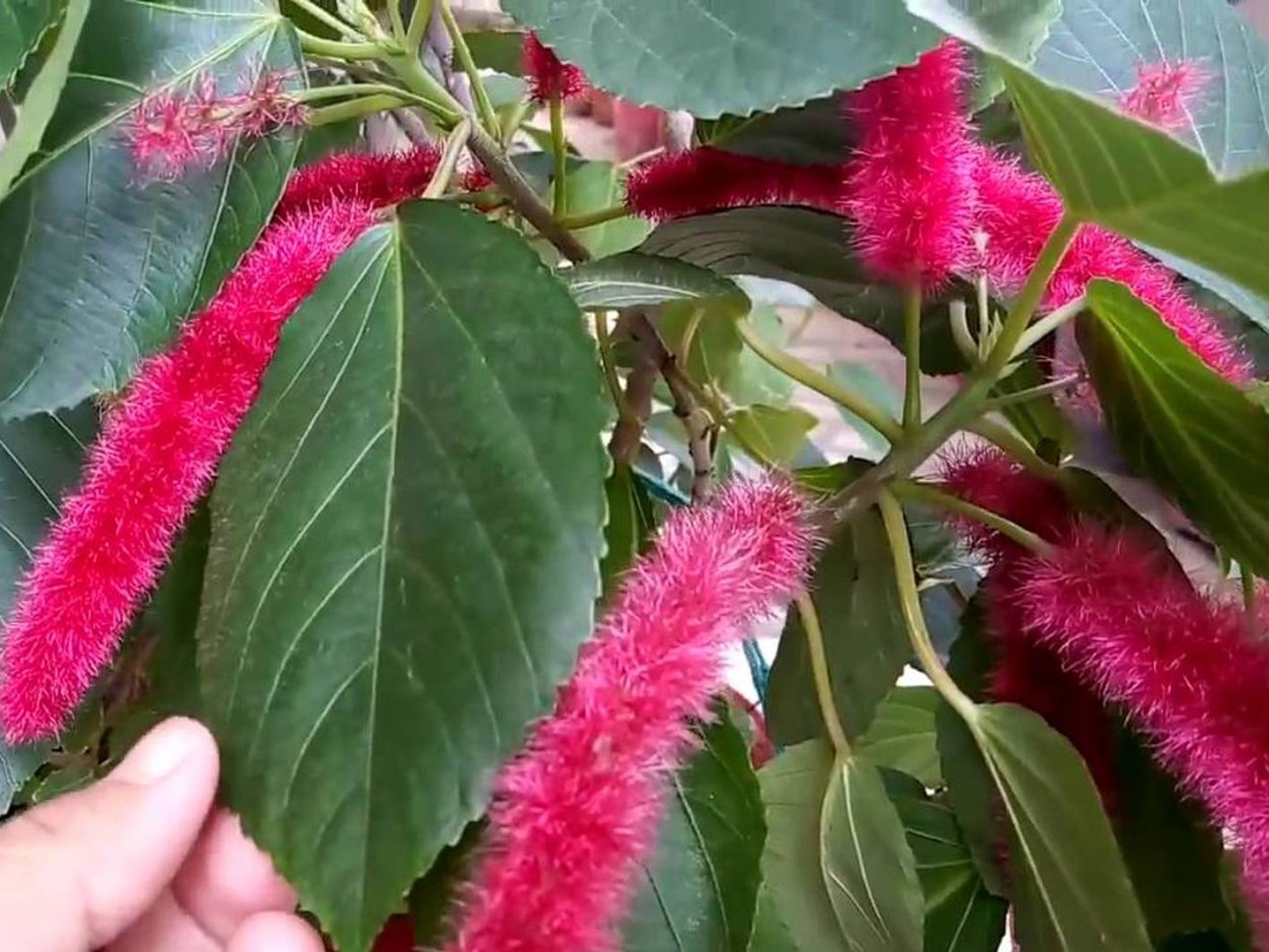 Акалифа шерстистая