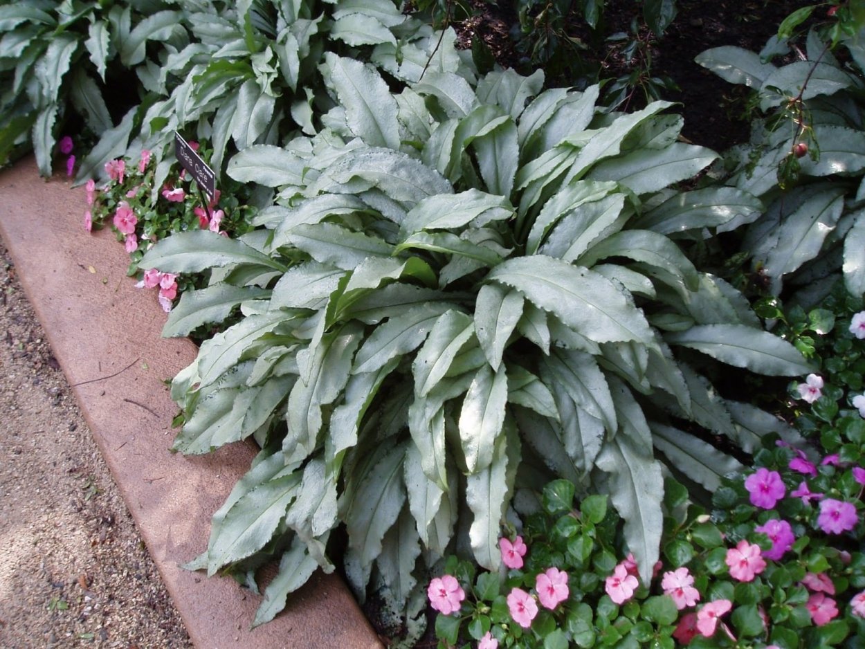 Медуница Majeste