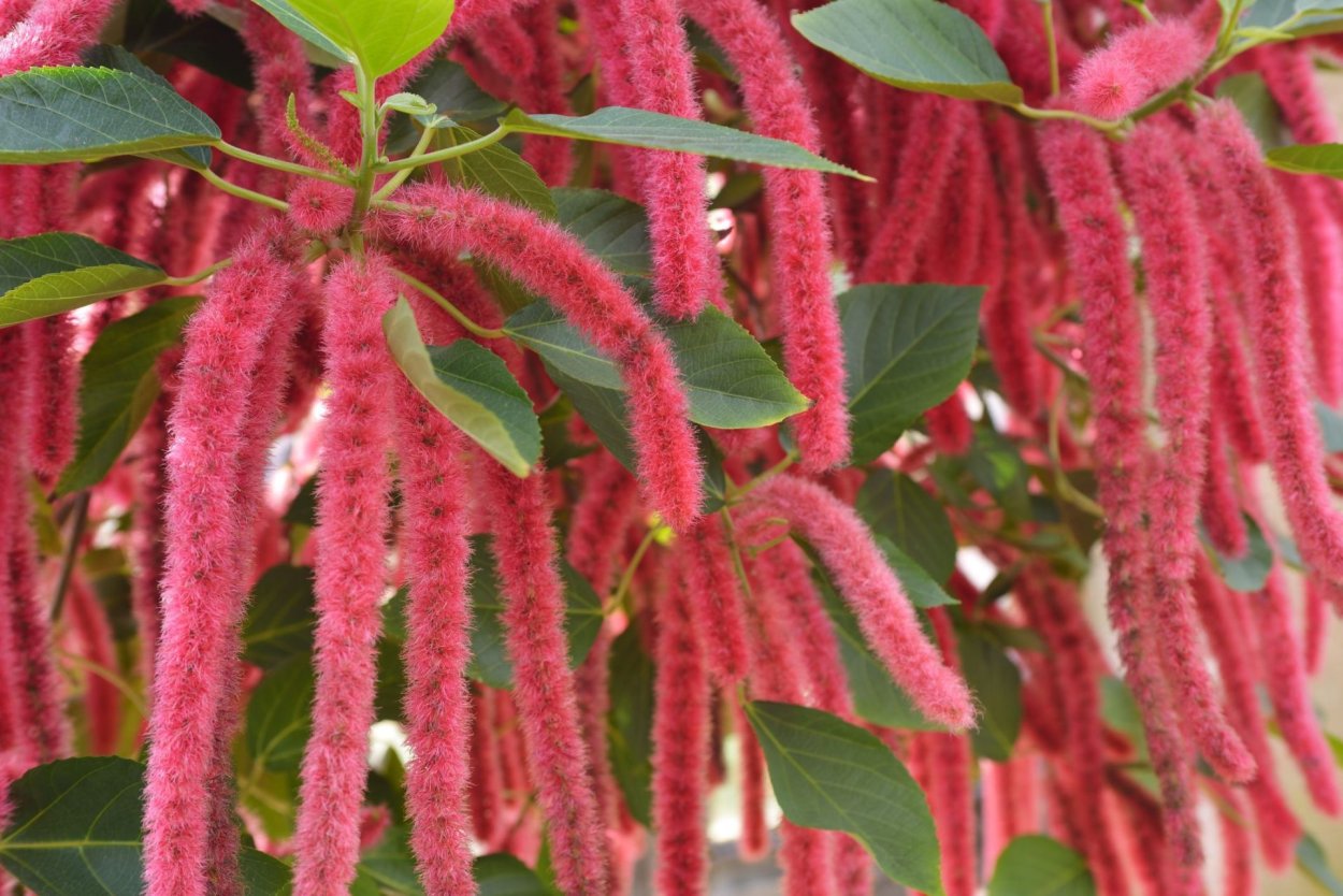 Акалифа Лисий хвост