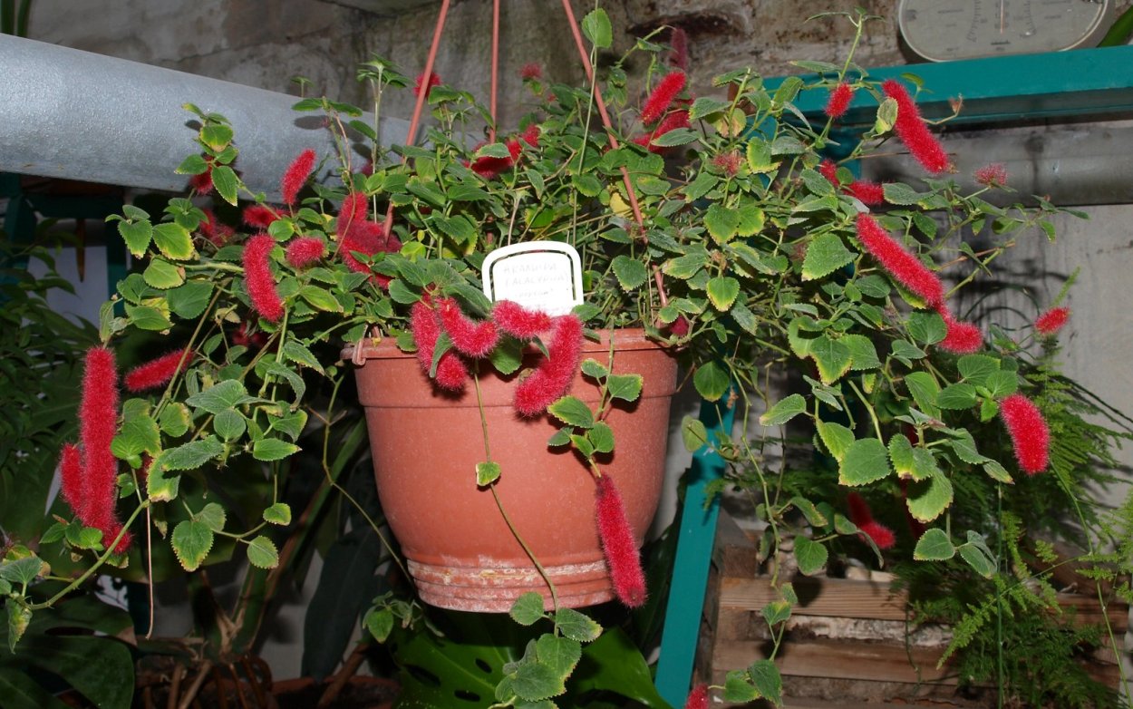 Акалифа Уилкса