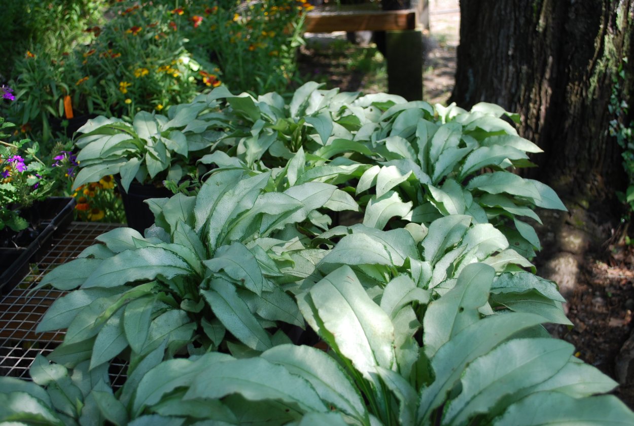 Медуница Majeste