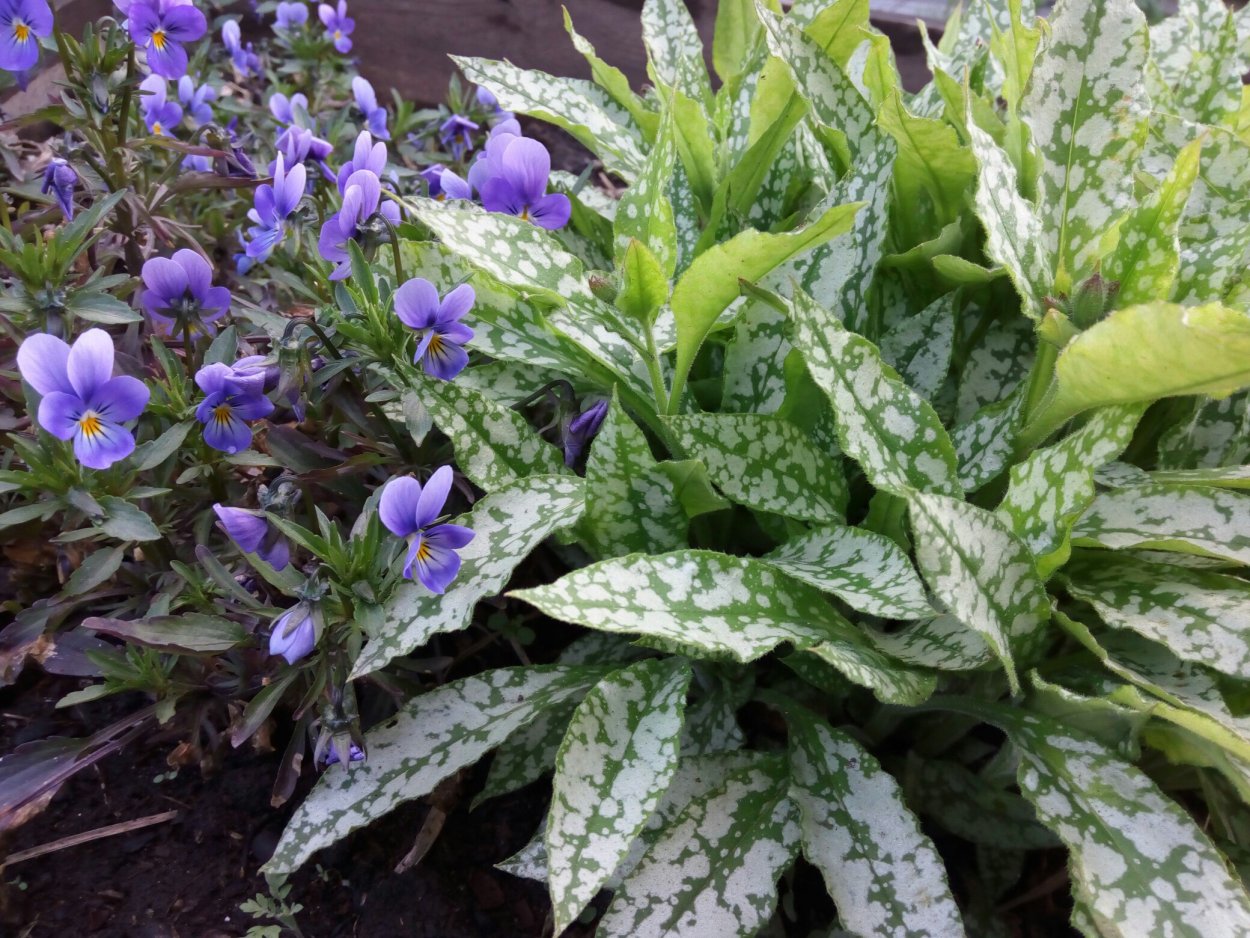 Медуница Вариегата