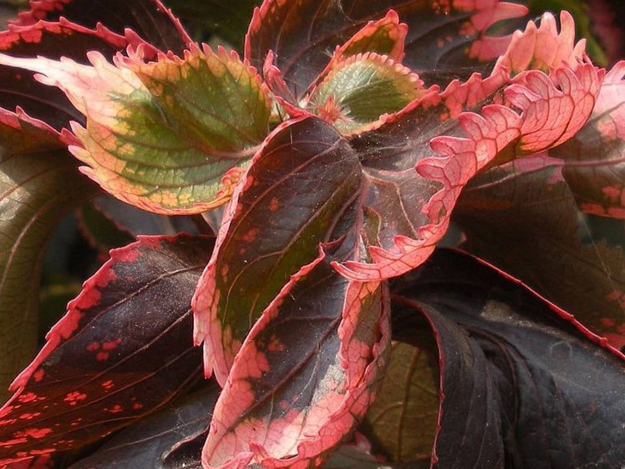 Акалифа вигинси