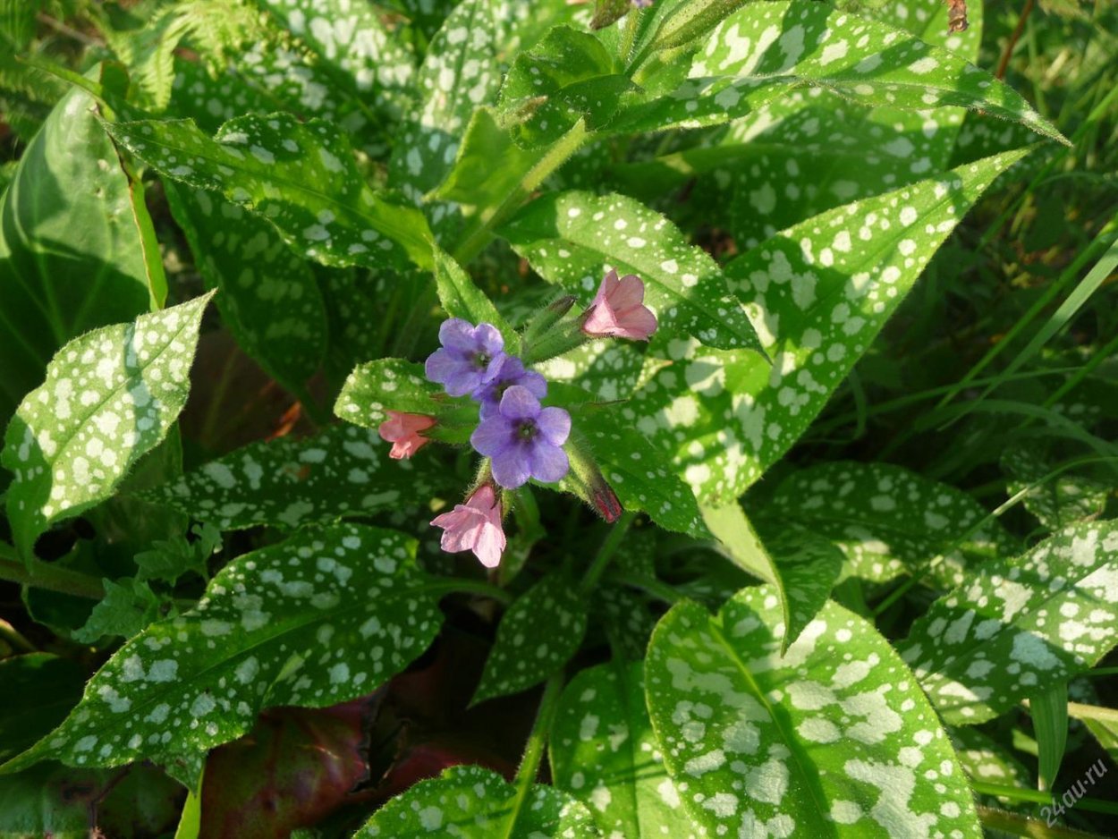 Медуница Распберри Сплеш