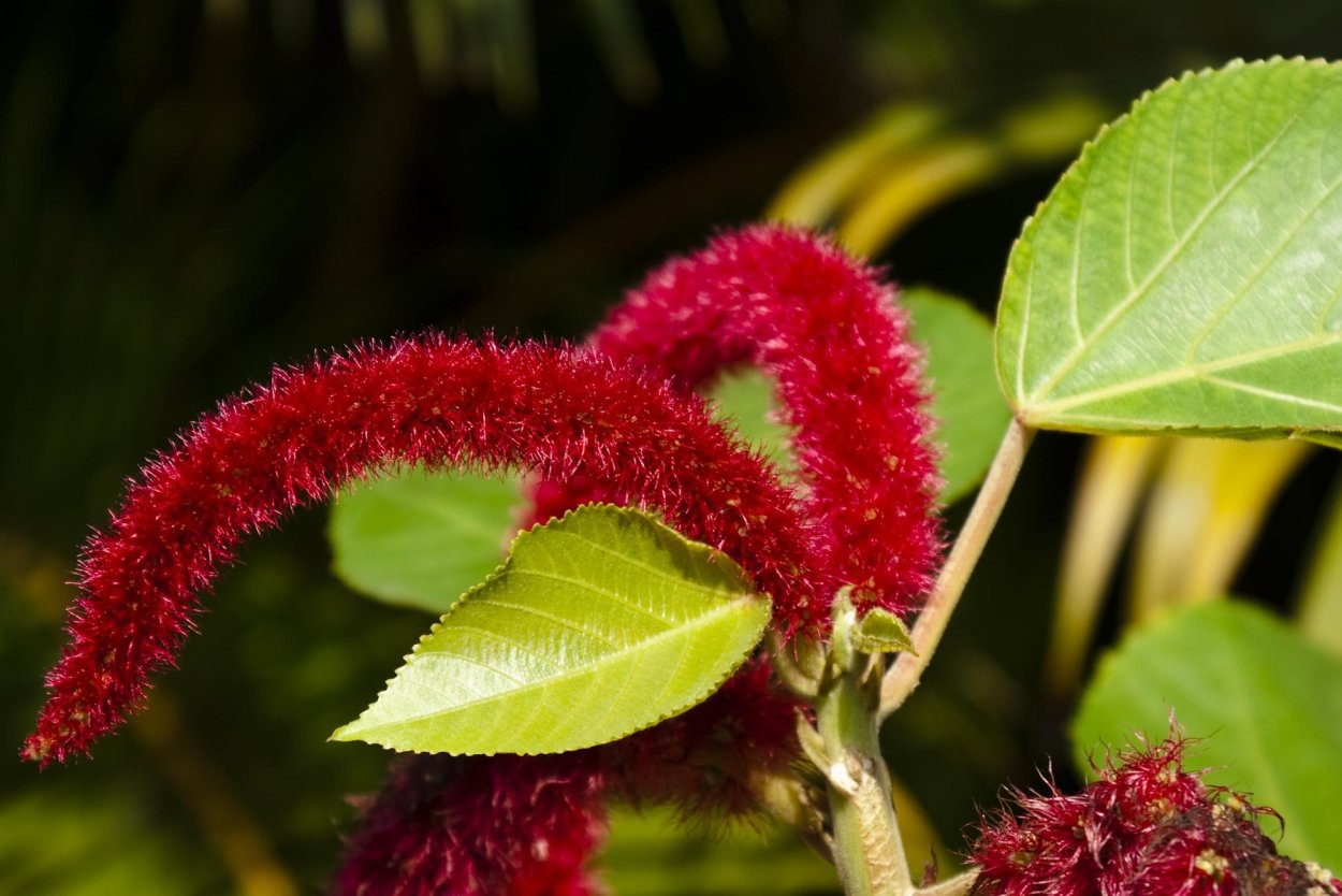 Акалифа Лисий хвост