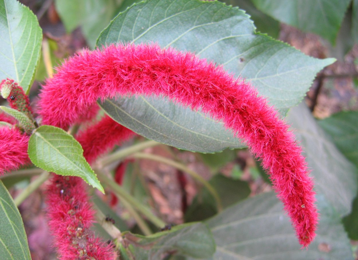 Молочай акалифа