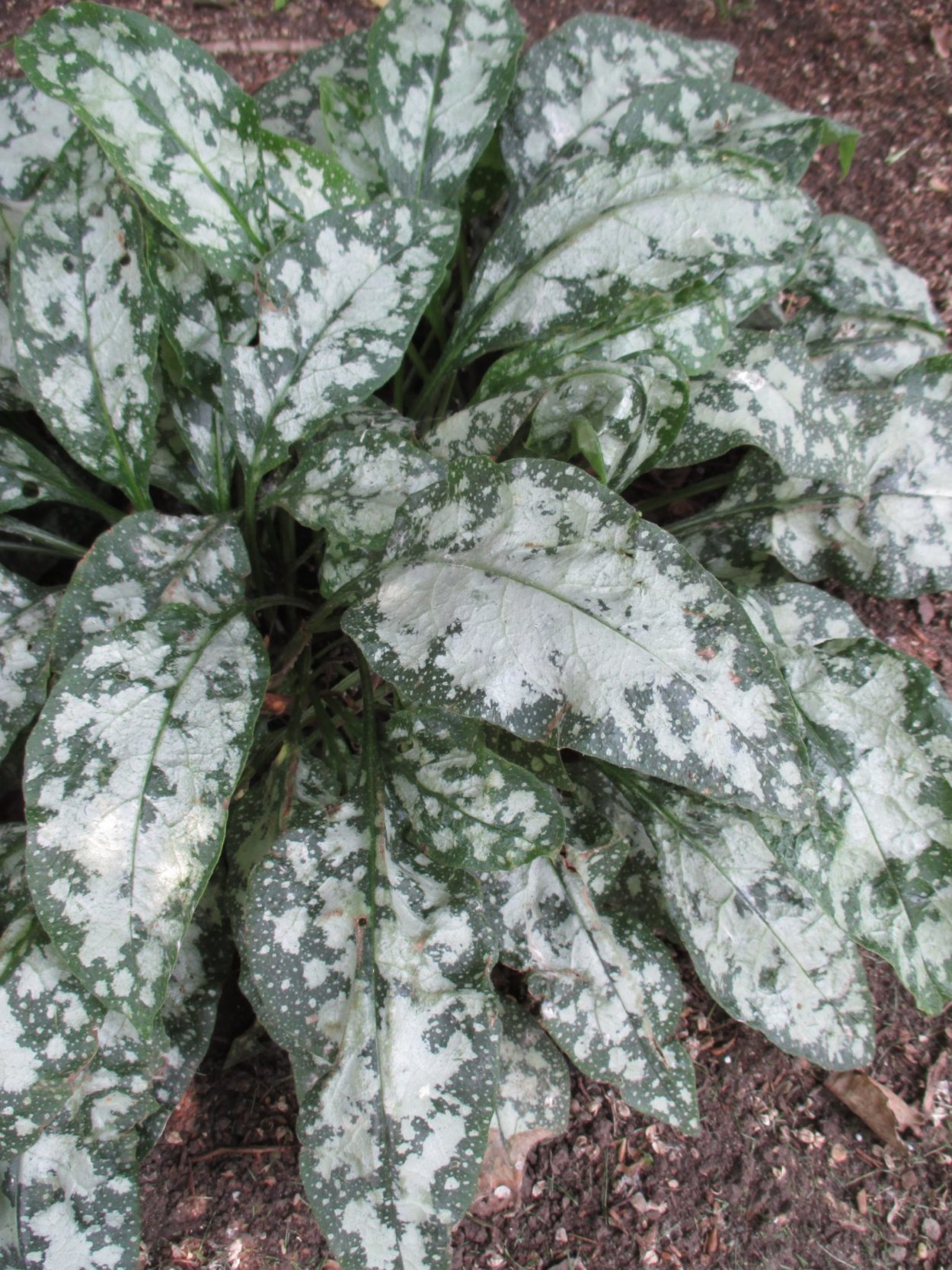 Synoicum Pulmonaria Ascidia