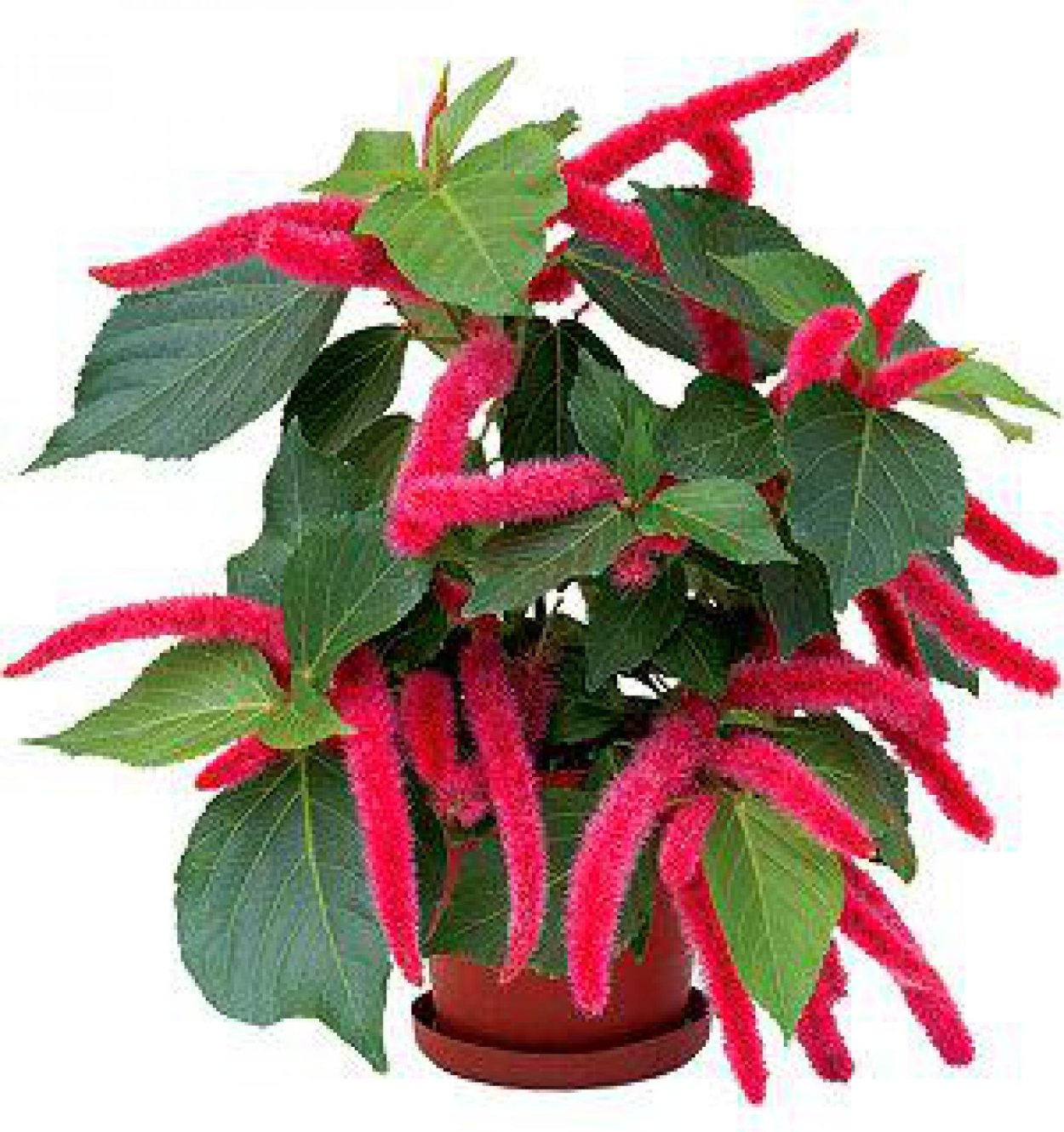 Акалифа Лисий хвост