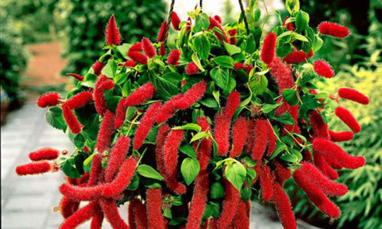 Трава-акалифа Южная