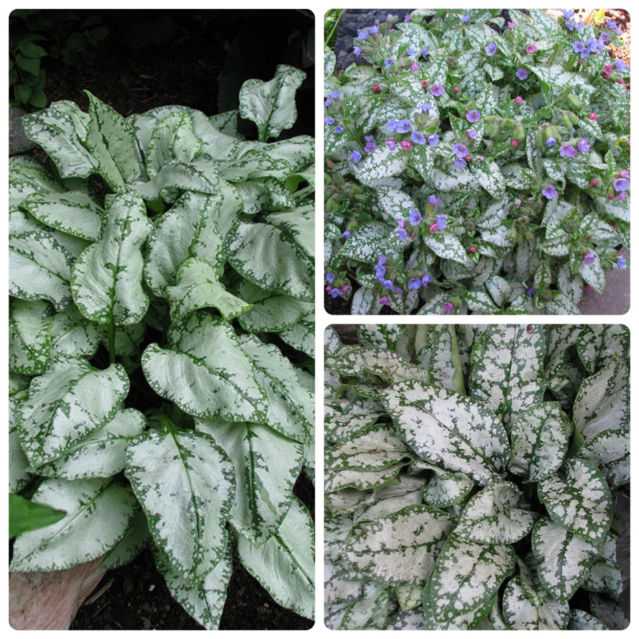 Медуница сахарная Сильверадо