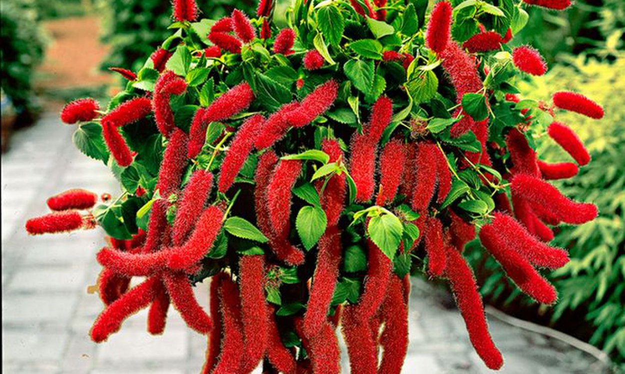 Акалифа Пендула