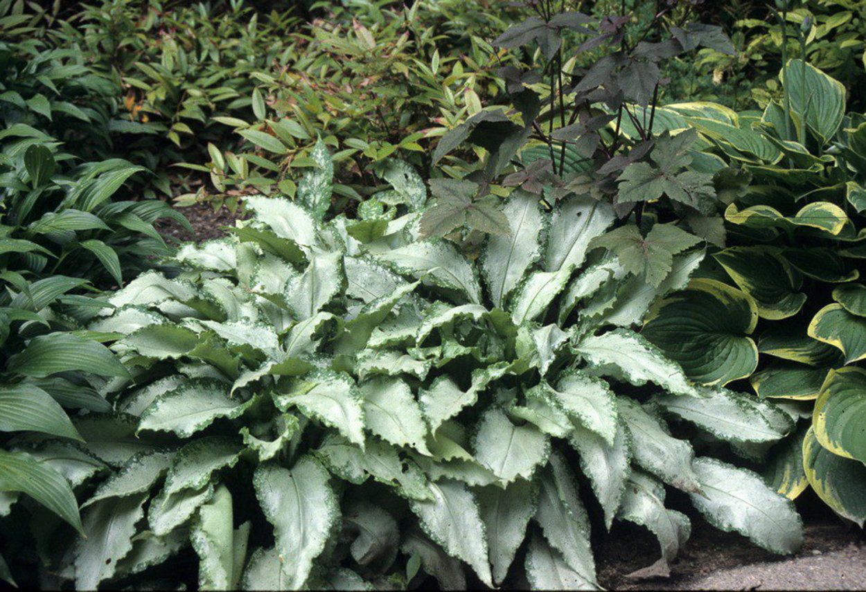 Медуница мери Моттрем