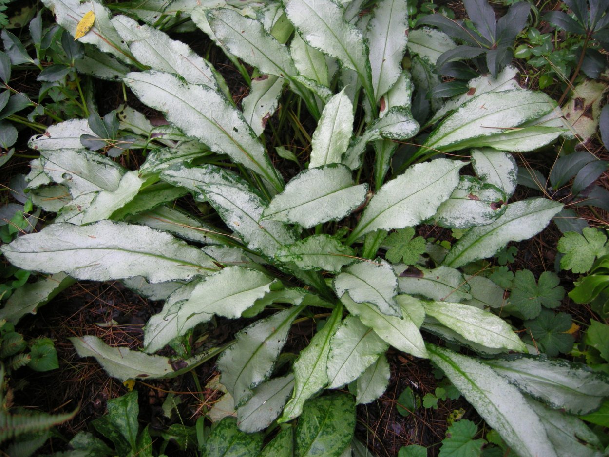 Медуница длиннолистная 'Diana Clare'