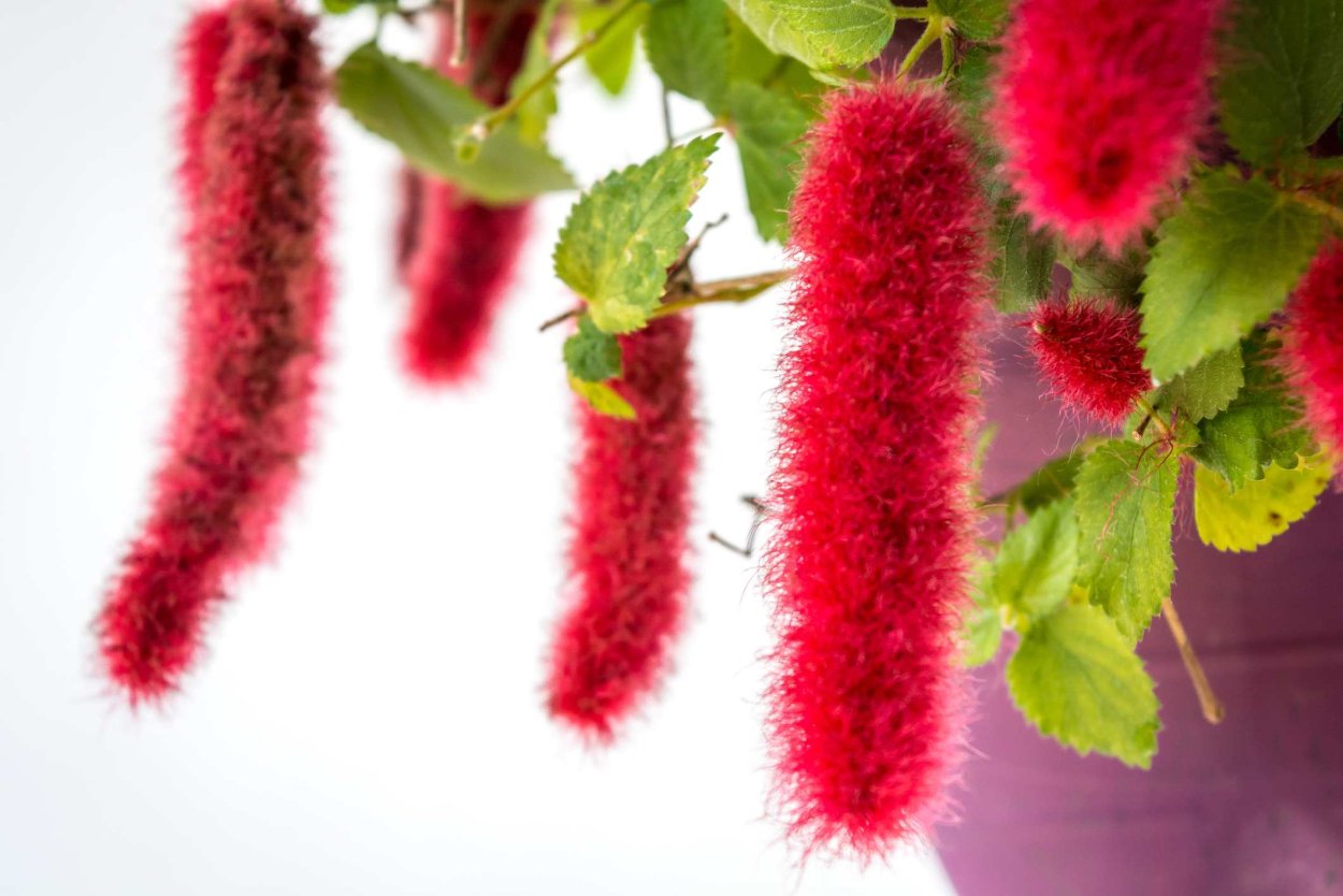 Акалифа вигинси