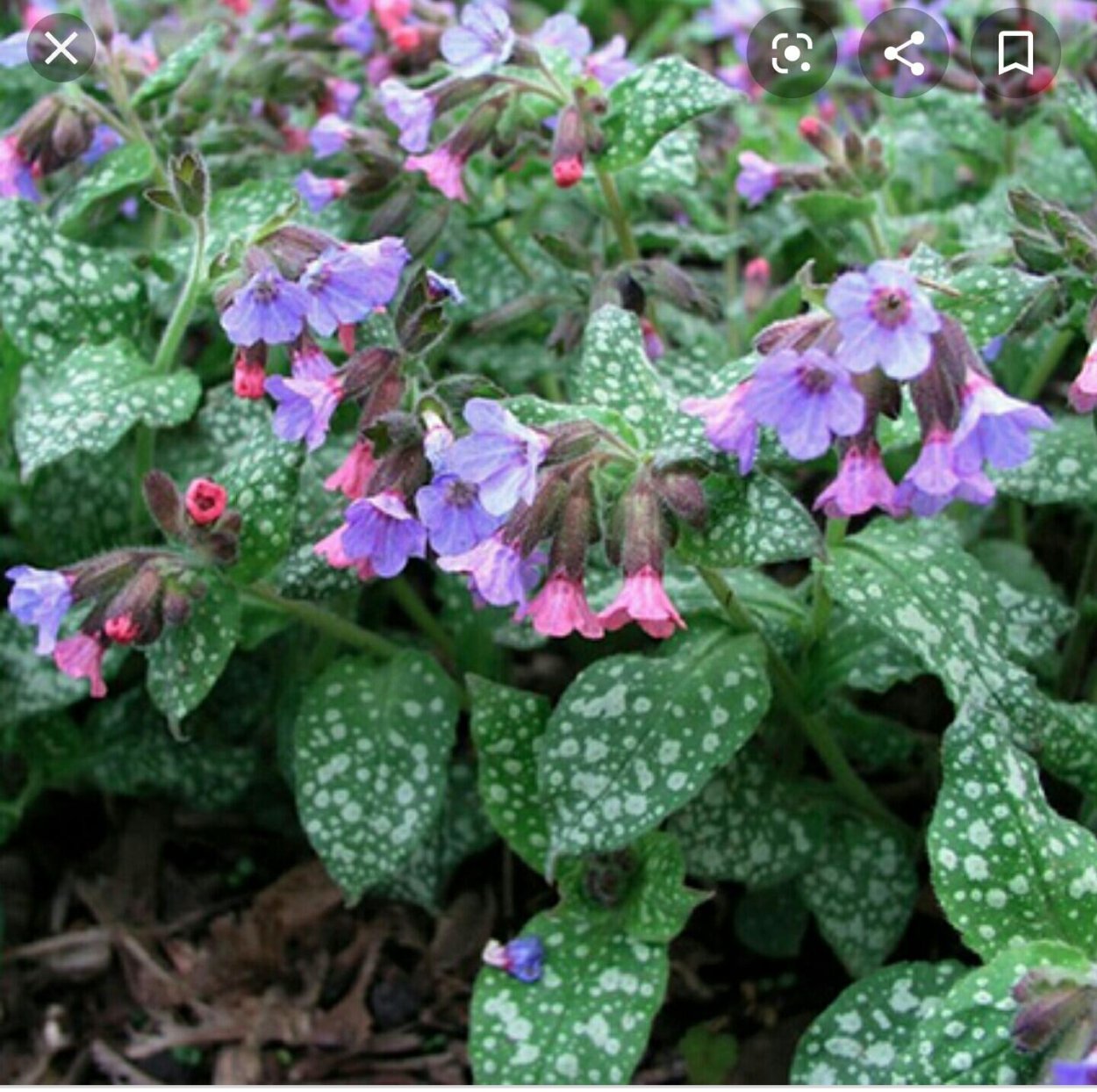 Медуница сахарная пятнистая