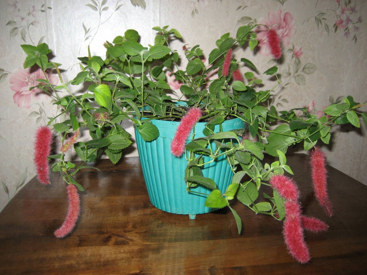 Акалифа вигинси