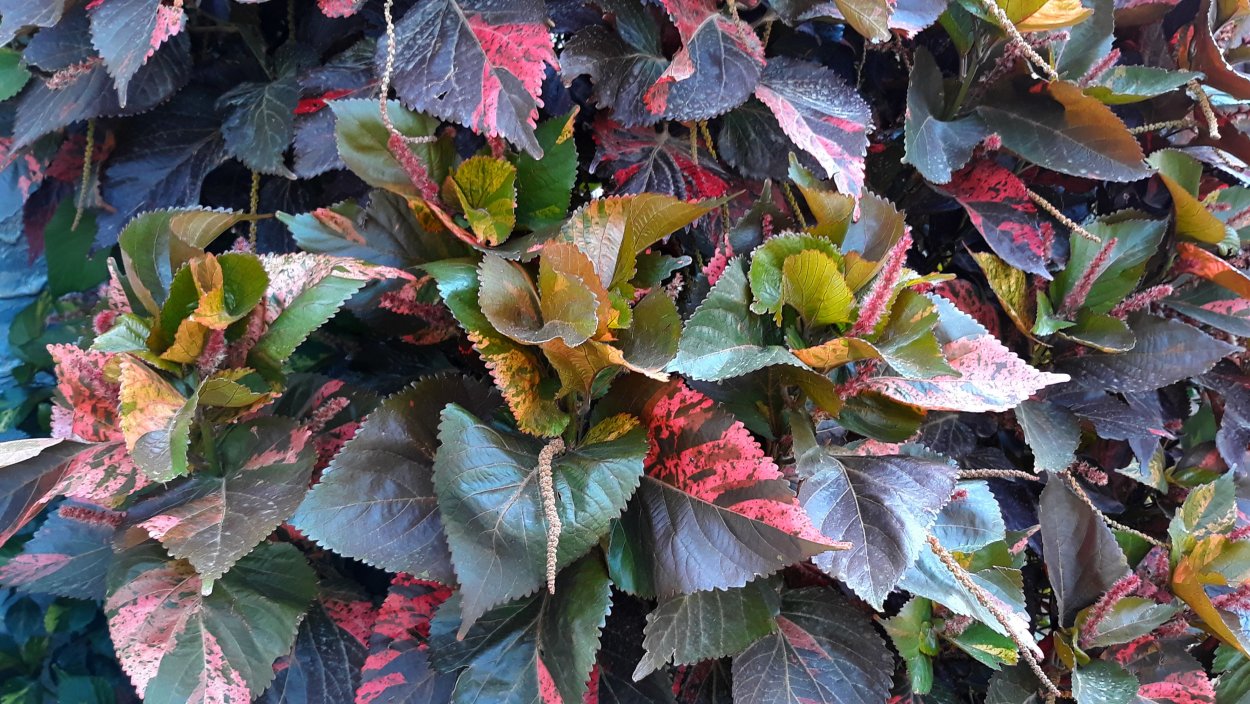 Молочай акалифа