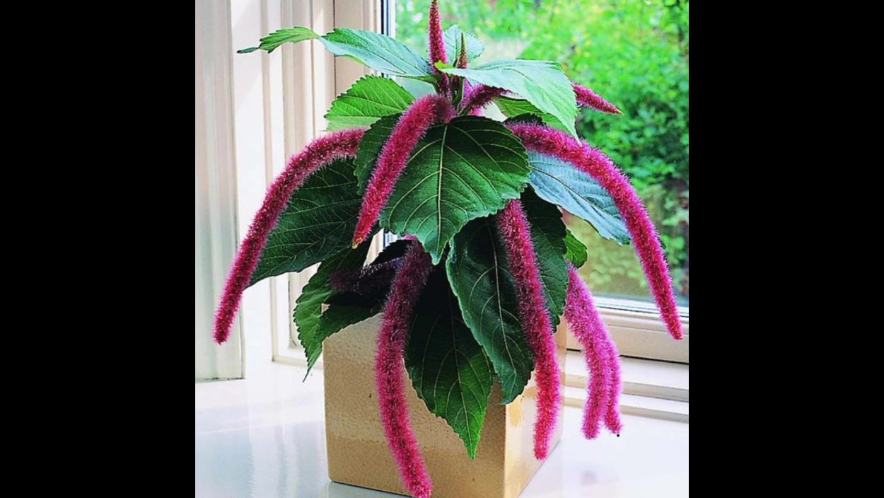 Молочай акалифа зона зимостойкости