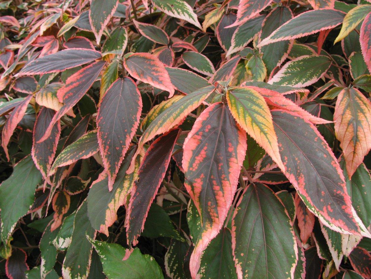 Акалифа ползучая