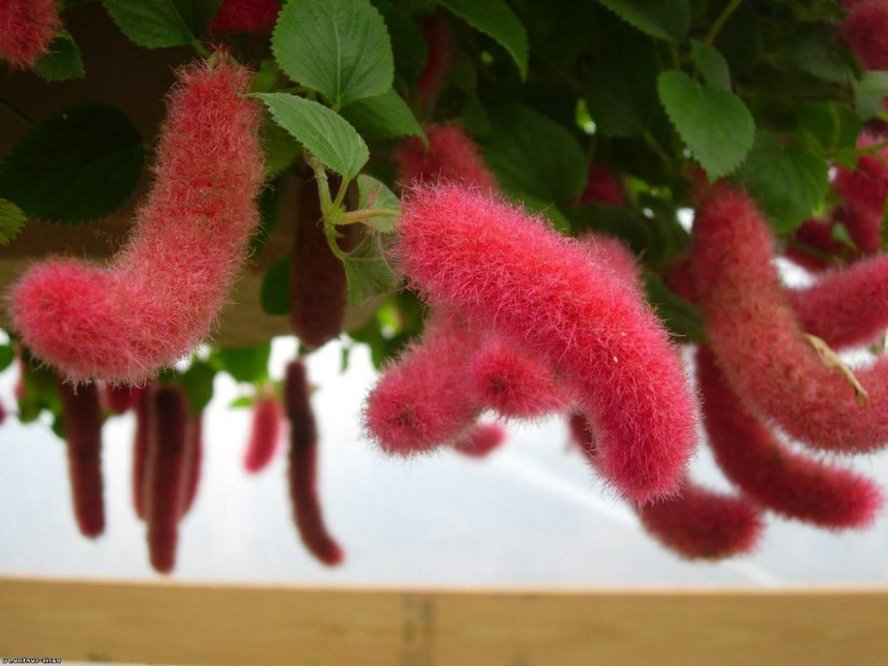 Акалифа Лисохвост