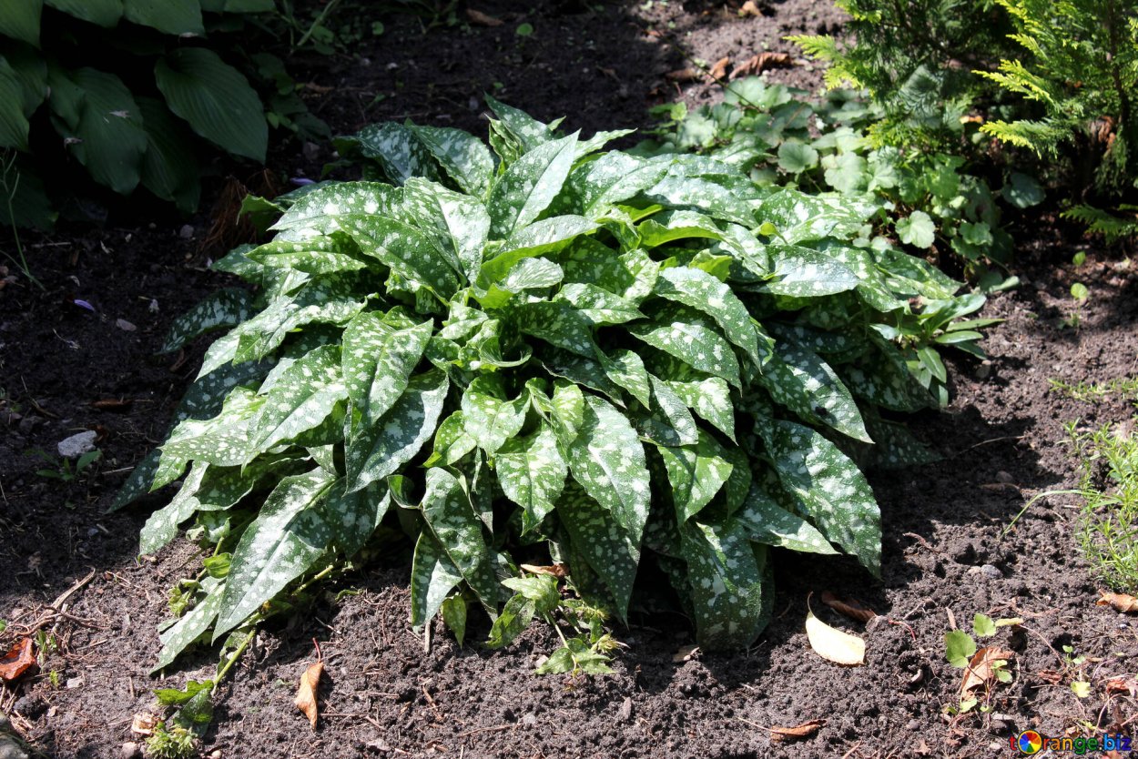 Хоста Медуница