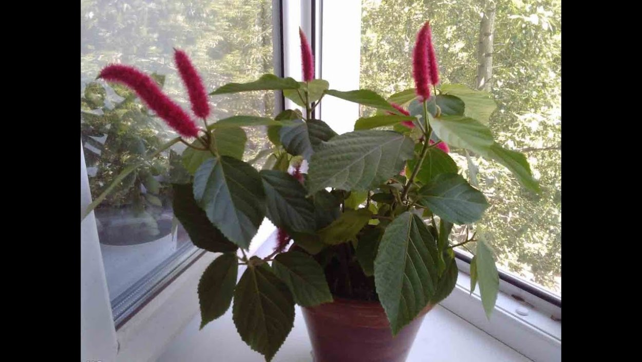 Акалифа хиспида