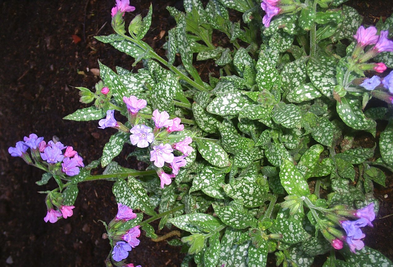 Медуница сахарная Пульмонария