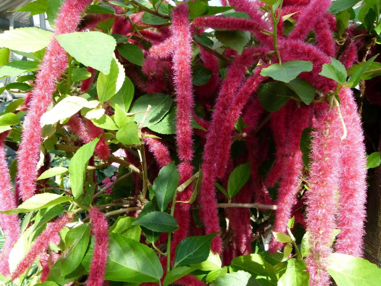 Молочай акалифа