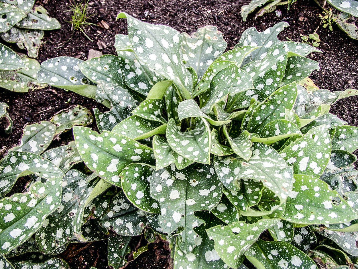 Медуница сахарная 'Mrs Moon'