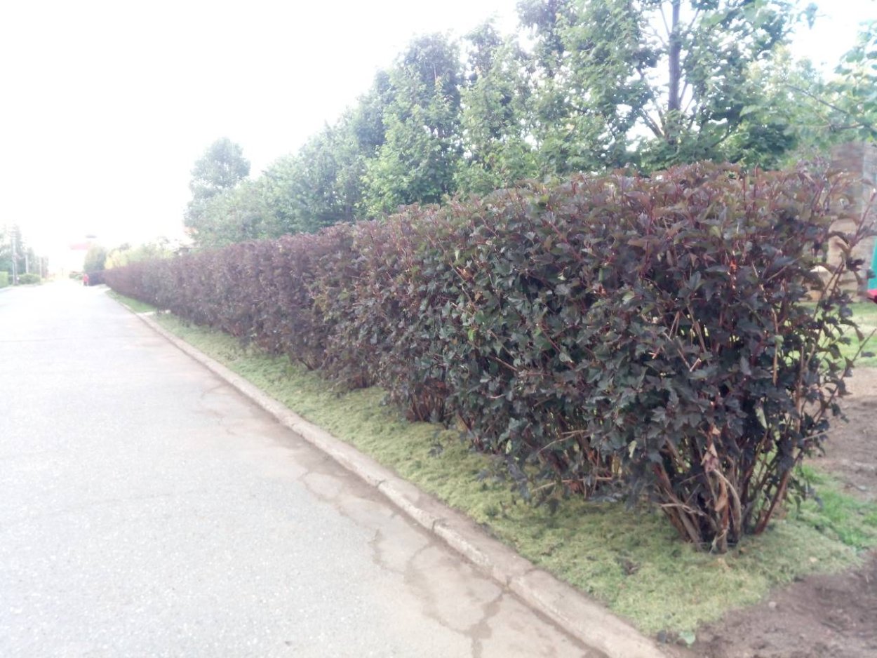 Пузыреплодник калинолистный зеленый изгородь