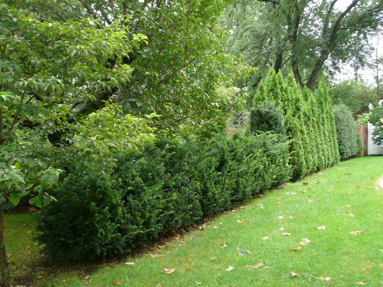 Лещина Пурпуреа