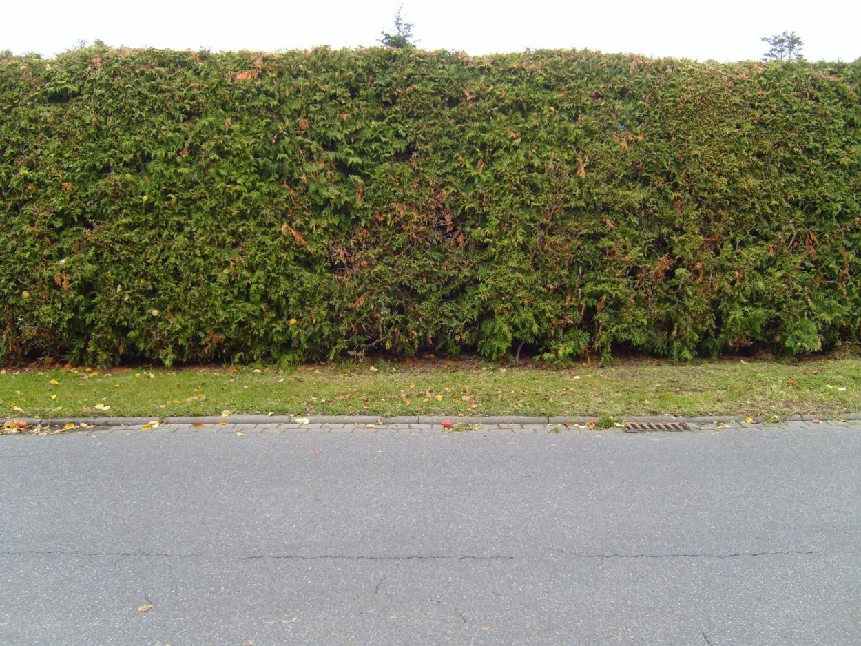 Carpinus betulus изгородь