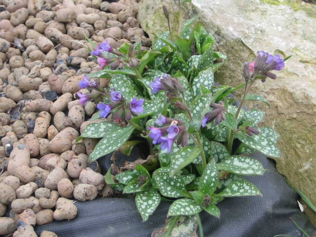 Медуница куст