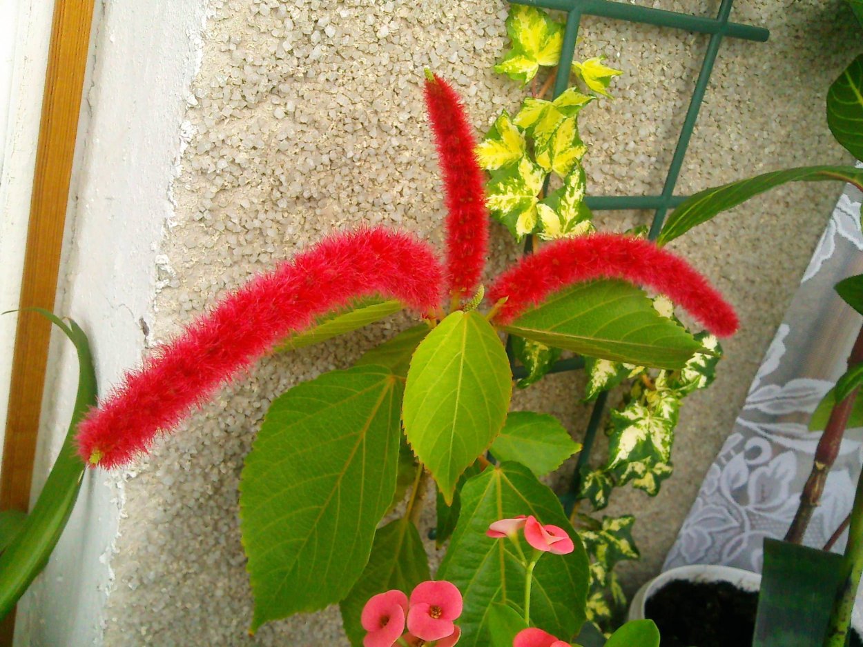 Акалифа испанская