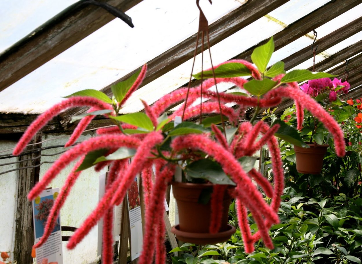 Акалифа щетинисто-волосистая