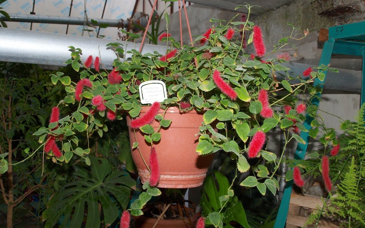 Акалифа ампельная