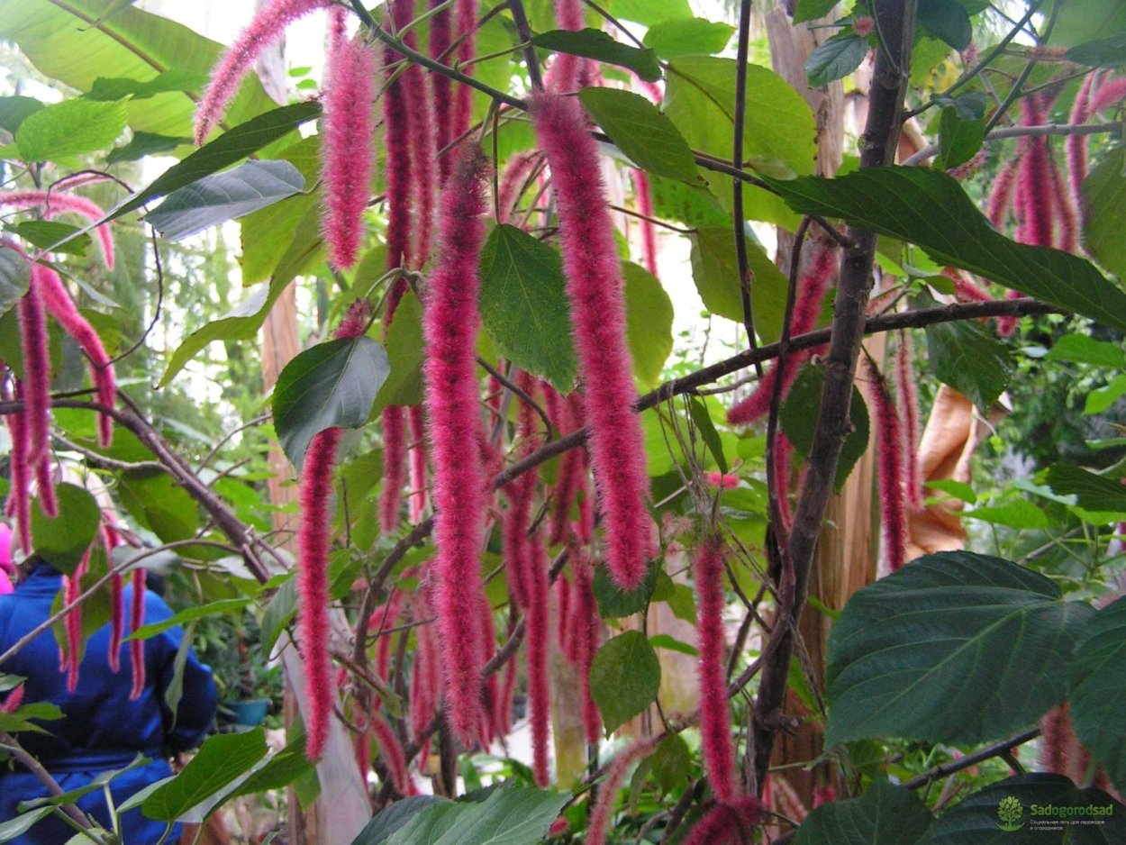 Акалифа Годсефа