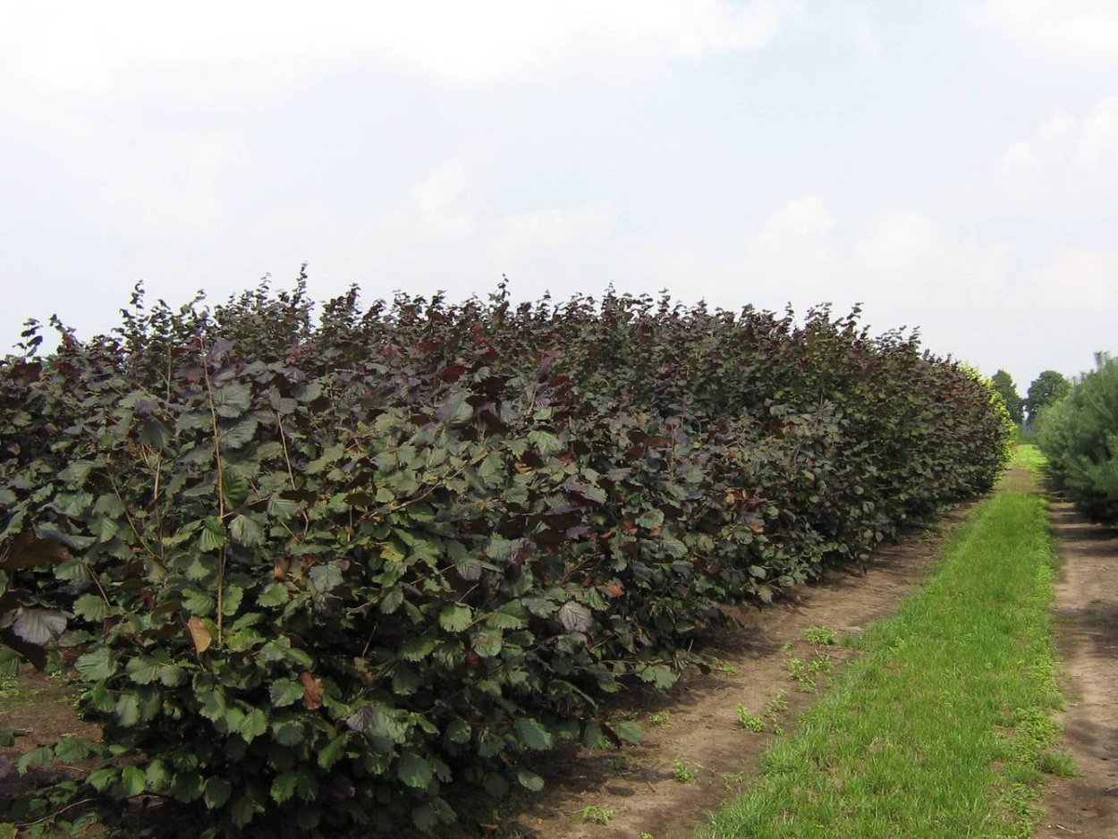 Боярышник сливолистный Живая изгородь