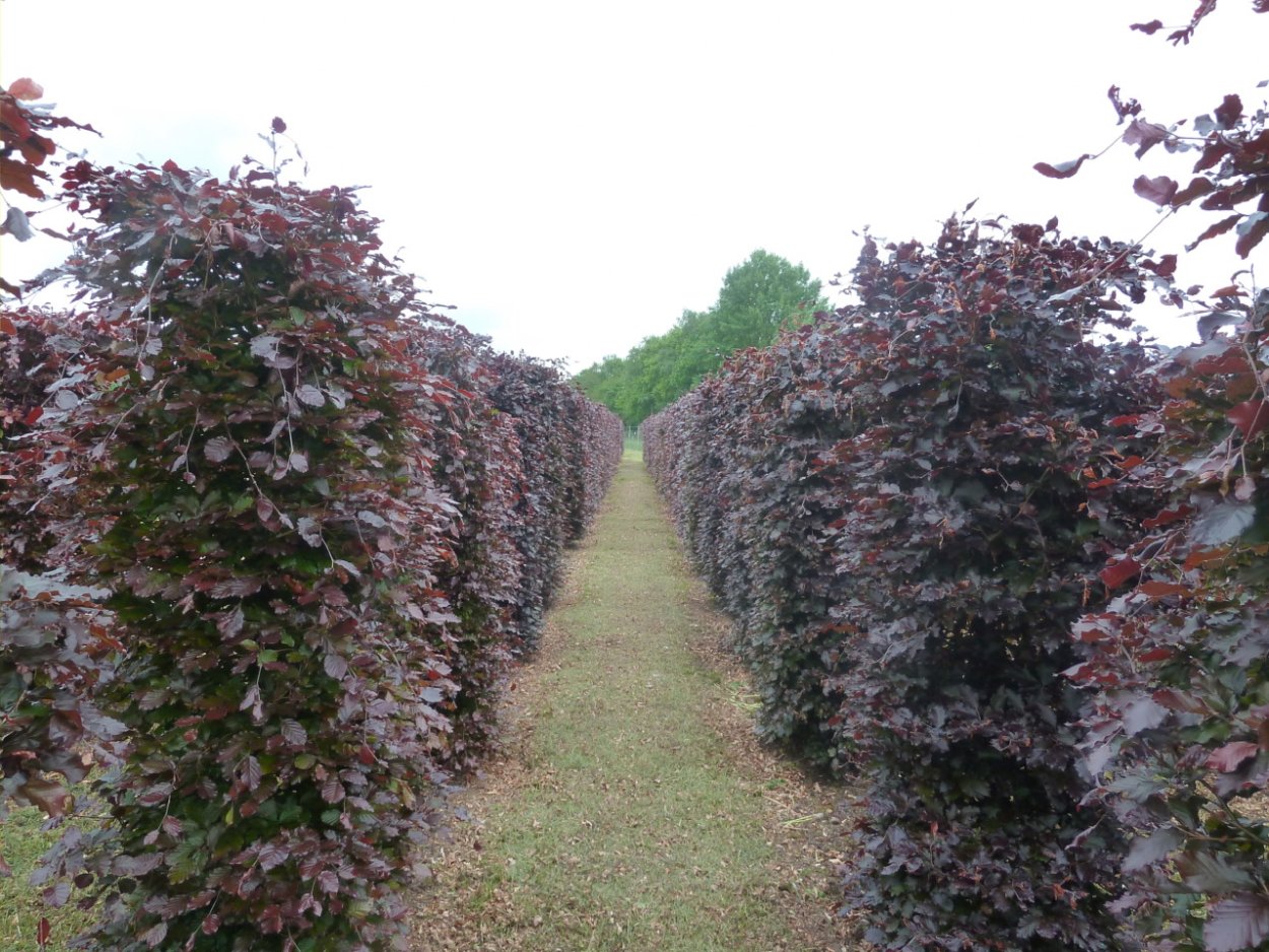 Fagus sylvatica Живая изгородь