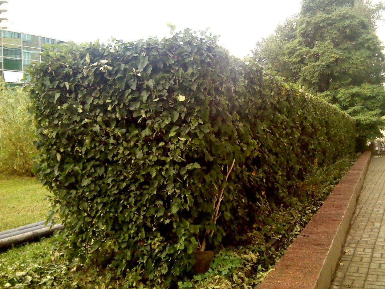 Пузыреплодник калинолистный Живая изгородь