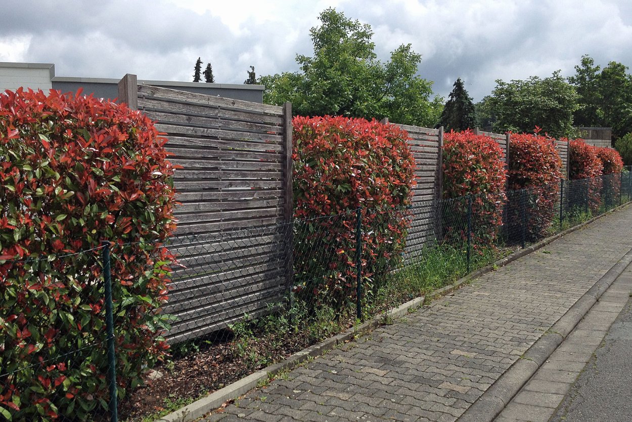 Боярышник однопестичный Живая изгородь