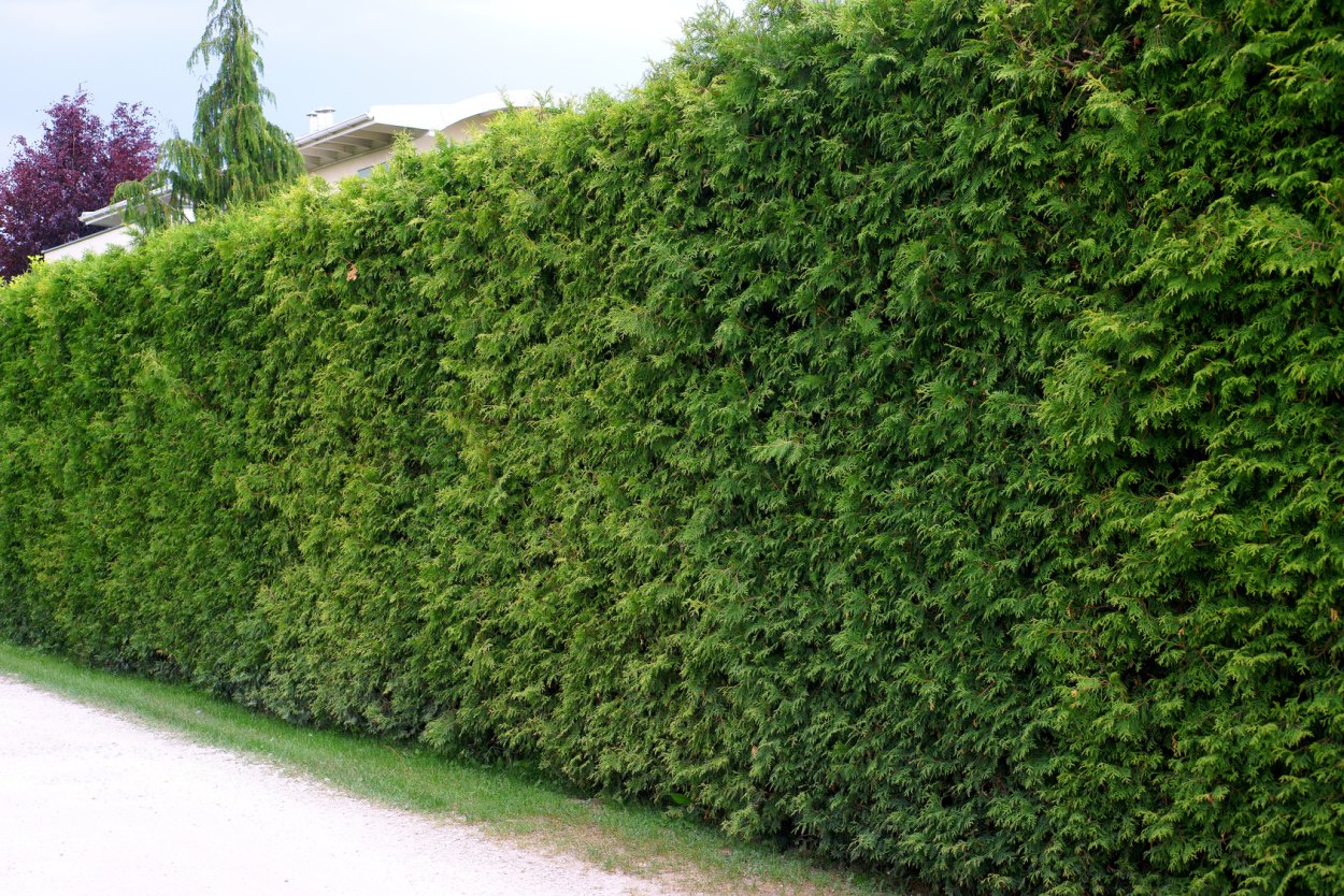 Пузыреплодник калинолистный изгородь