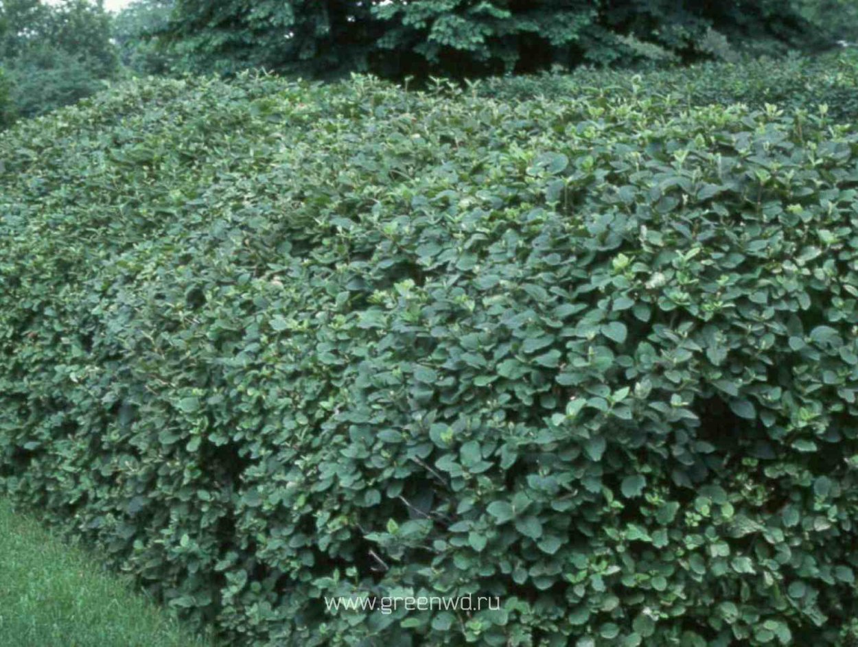 Арония Живая изгородь