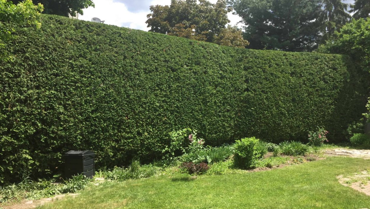 Пузыреплодник Живая изгородь