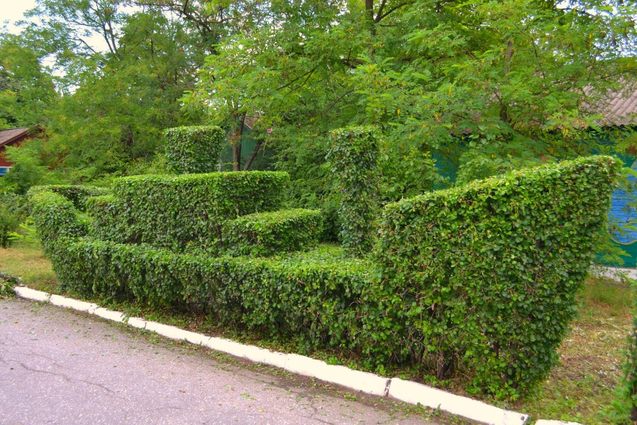 Ирга Ламарка в миксбордере